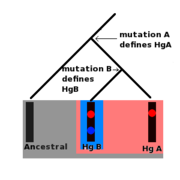 Molecular lineage.png