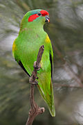 Musk Lorikeet jul08