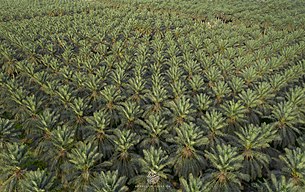 palm oil plantation