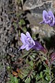 Penstemon davidsonii