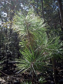 Smáplanta af Pinus arizonica