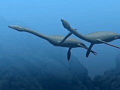 Plesiosaurus sp. (Plesiosauria) †