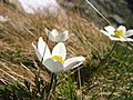 Альп күк умырзаяһы (Pulsatilla alpina)