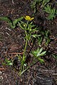 Ranunculus eschscholtzii