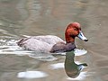 Image 2Redhead in Central Park