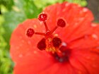 Rosa china, Hibiscus rosa-sinensis, posee 5 estigmas globosos, en cabezuela, capitados.