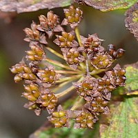 シモツケ、伊吹山（滋賀県米原市）にて（2013年10月12日撮影）