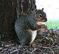 Eastern Grey Squirrel (Sciurus carolinensis)