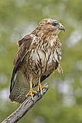 Steppe buzzard (Buteo buteo vulpinus)