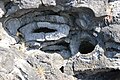 Takapuna Fossil Forest