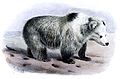 Ursus arctos pruinosus