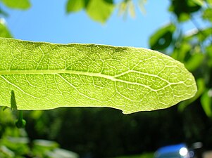 Nervadura de una bráctea floral de Tilia cordata.