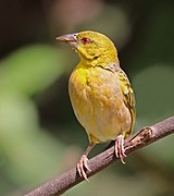 Village weaver (Ploceus cucullatus cucullatus) female