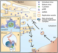 Viruses-10-00340-g002.png