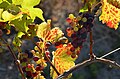 Weinrebe auf Farm Bo La Motte (Franschhoek)