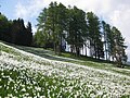 Sličica za različico z datumom 08:51, 12. maj 2008