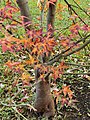 The leaves change color in the fall when the temperature drops.