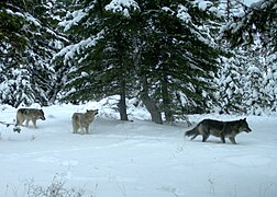 Wolfsrudel in Eagle Cap Wilderness of Wallowa County in Oregon, Vereinigte Staaten