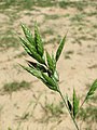 Bromus hordeaceus