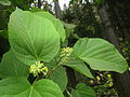 Aizu area, Fukushima pref., Japan