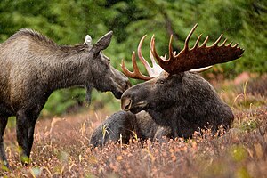 Elchen (Alces alces) uun Alaska LC - least concern (ei trüüwet)