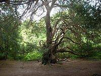 Eeuwenoude venijnbomen