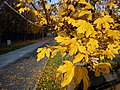 Дорожка в Познани, Польша