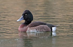 Aythya baeri, Ukima Pond, Tokyo, Japan 1a.jpg