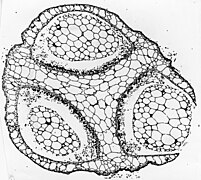 Azolla megaspore Postglacial Galapagos Islands TEM cross-section 4.jpg