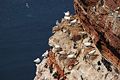 Northern Gannets and Common Guillemots at Helgoland