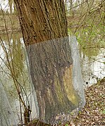 Drahtschutz an einem angenagten Baum an der Leine in Hannover