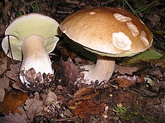 Two mushrooms with brown caps and light brown stems growing on the ground, surrounded by fallen leaves and other forest debris. One mushroom has been plucked and lies beside the other; its under-surface is visible, and is a light yellow colour.