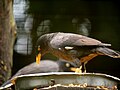 Burung Tiong Gembala Kerbau di Malaysia