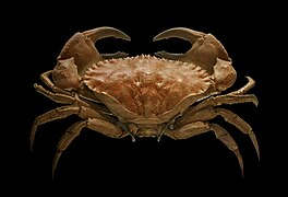 Un crabe, Cancer bellianus (Eucarida).