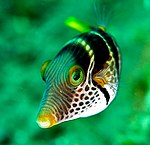 Un pez de la especie Canthigaster valentini