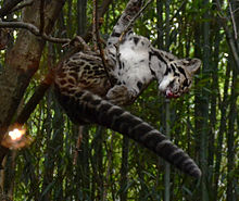 Une jeune panthère jouant dans un arbre. Agrippée à celui-ci, son flanc gauche est côté sol. La queue est à 90° du corps, côté ventre.