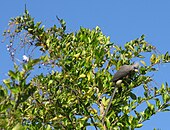 Mousebird feeding on fruit