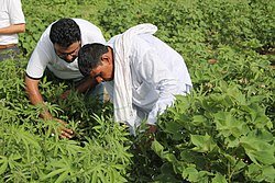 Cotton farmers in Fatehabad district