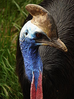 Южен казуар (C. casuarius)