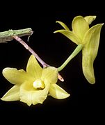 Dendrobium cerinum