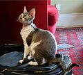 Devon rex brown tabby