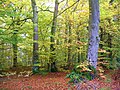 * Nomination Forêt de Cinglais (Calvados) --Roi.dagobert 15:26, 12 June 2012 (UTC) * Decline Trop petit...--Jebulon 17:13, 12 June 2012 (UTC)