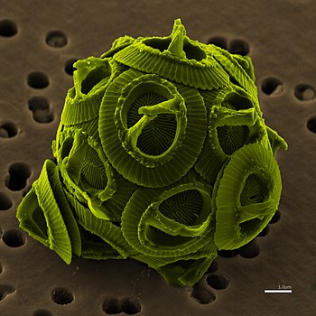 Kokosféra Gephyrocapsa oceanica, druhu patřícího mezi řasy kokolitky s fotosyntetickou schopností a významem ve sledování změny klimatu