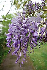 Visteeria (Wisteria) õied