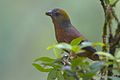 From Pangolakha Wildlife Sanctuary, East Sikkim, India.