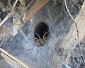 Thumbnail for File:Hippasa holmerae (Lawn wolf spider) in its funnel web (2).jpg