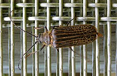 Huhu beetle (wire mesh 8mm spacing)