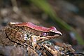 Hylarana mortenseni - Khao Yai National Park