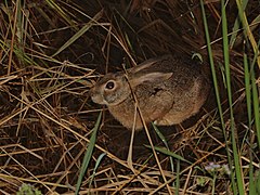 Lepus peguensis 86903732.jpg