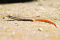 Lipinia vittigera, Common Striped Skink - Khao Yai National Park